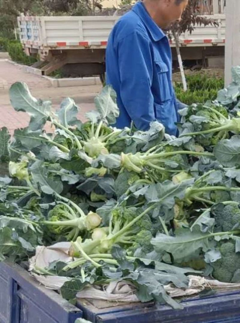 精品耐寒优秀西兰花，颜色鲜亮，翠绿质优，基地直供，量大从