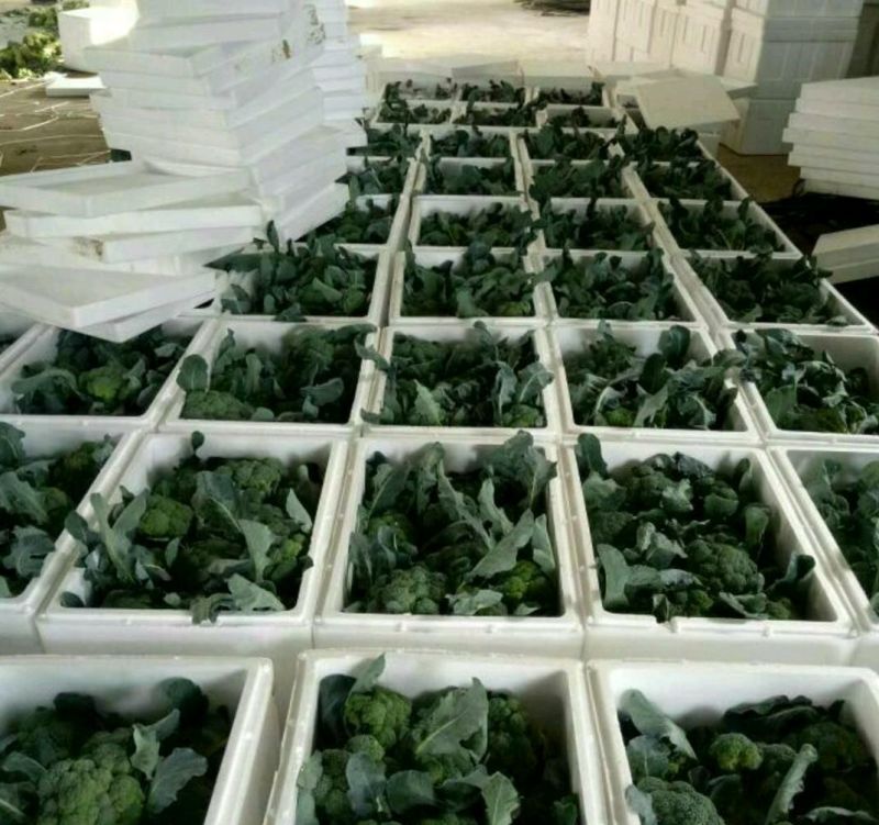 精品耐寒优秀西兰花，颜色鲜亮，翠绿质优，基地直供，量大从