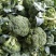 精品耐寒优秀西兰花，颜色鲜亮，翠绿质优，基地直供，量大从