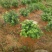 中花吴茱萸苗40～80公分