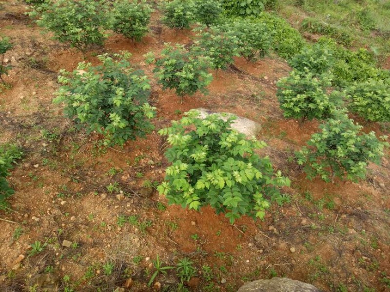 中花吴茱萸苗40～80公分