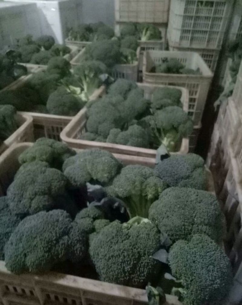 精品耐寒优秀西兰花，颜色鲜亮，翠绿质优，基地直供，量大从