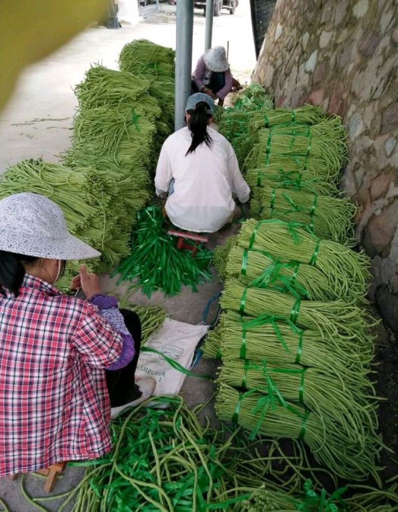 精品长豆角，颜色鲜亮翠绿，口感清脆，基地直供，量大从优！