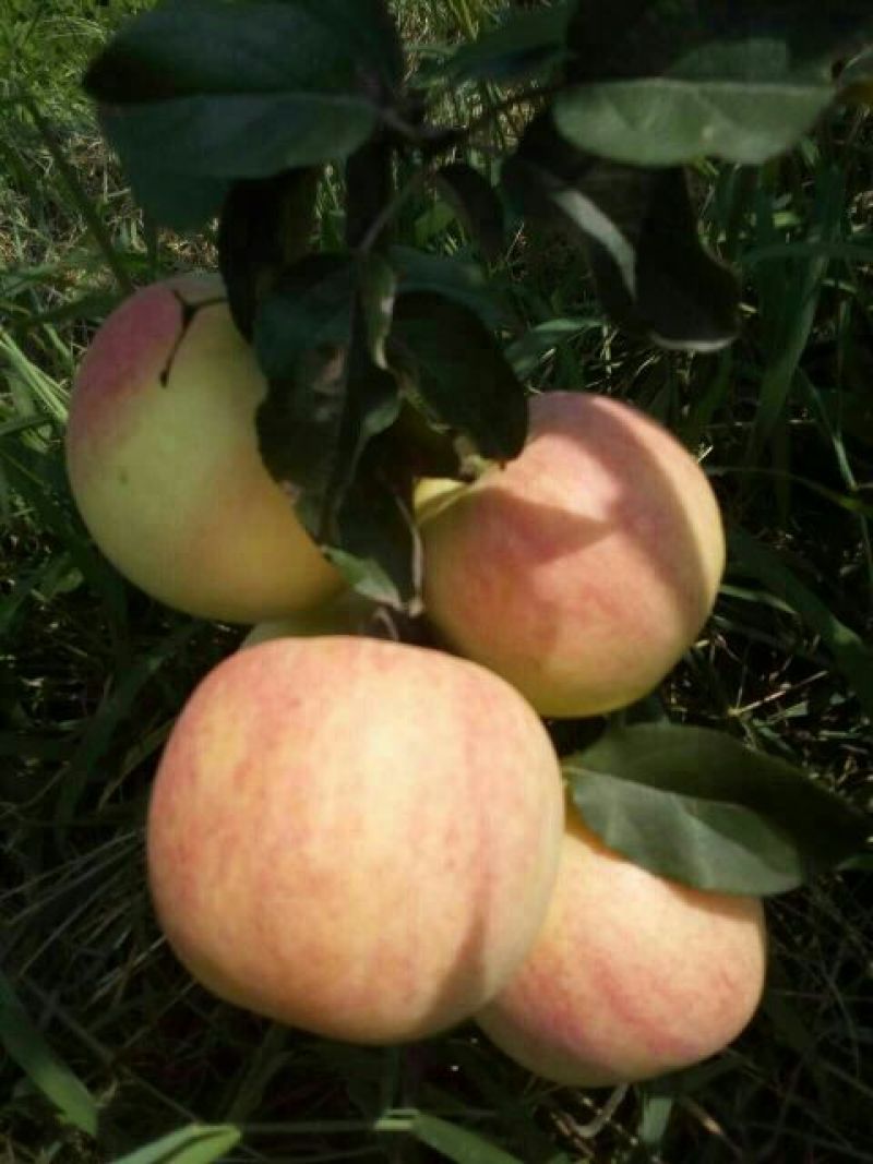 早熟纸袋华硕苹果