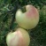 早熟纸袋华硕苹果