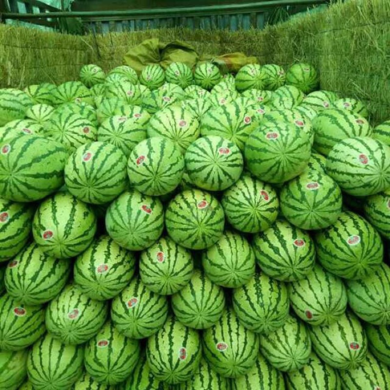 金花一号8斤打底8成熟1茬