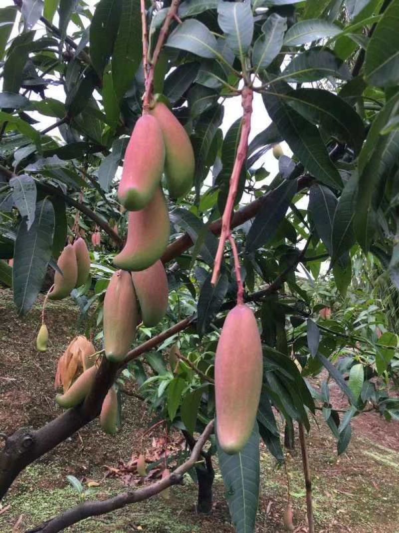 ，爱文，凯特，吉禄