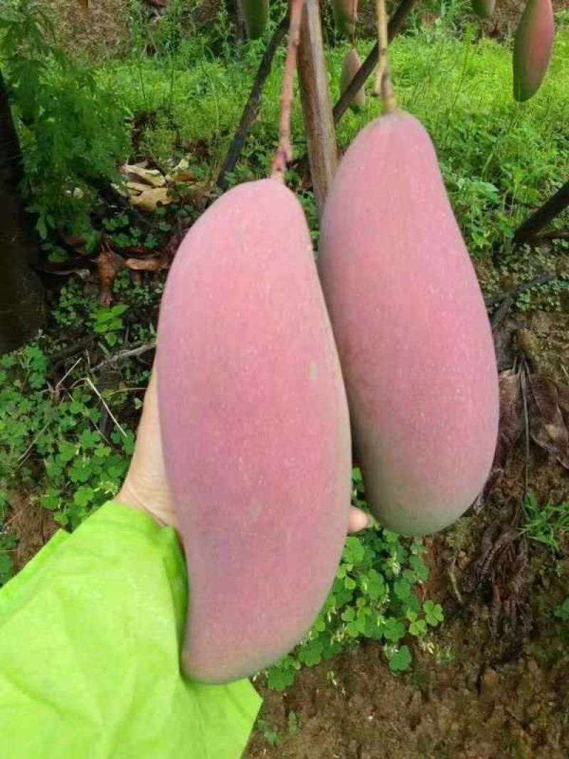，爱文，凯特，吉禄