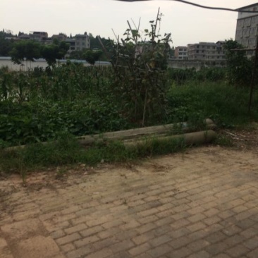 草鱼货真价实，可送货到家，保证质量
