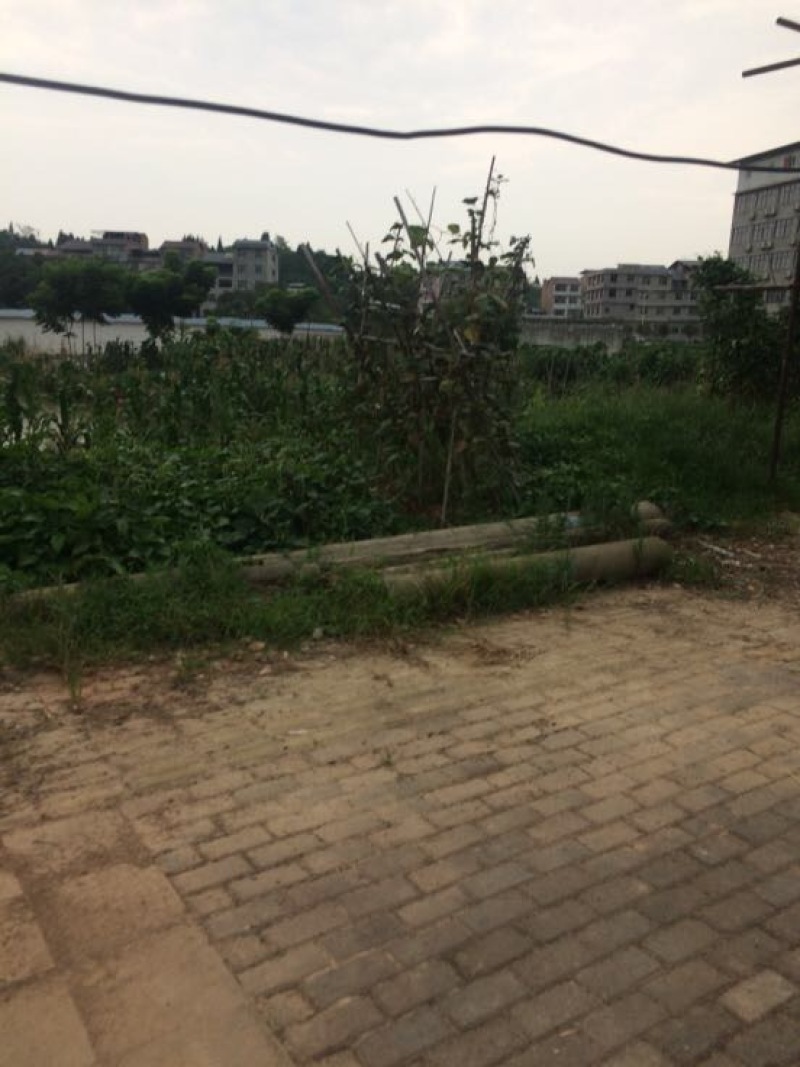 草鱼货真价实，可送货到家，保证质量