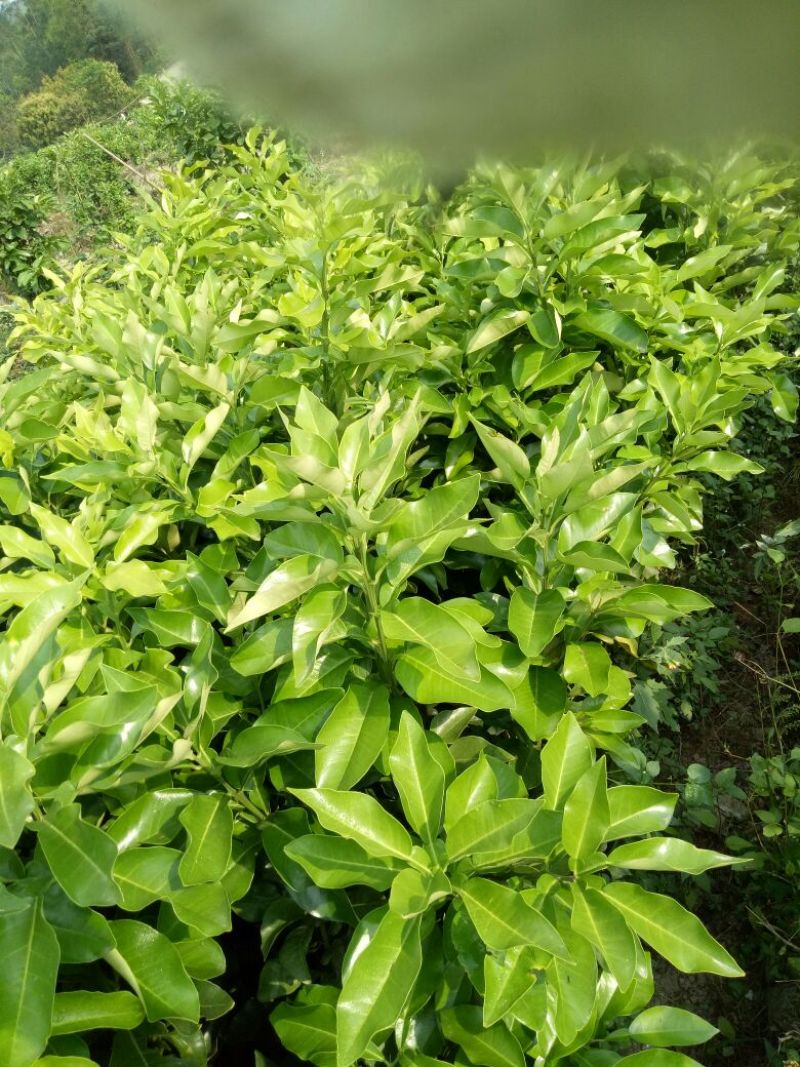 三红蜜柚苗0.8~1m0.8~1cm