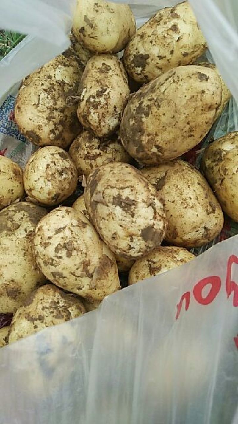 围场新土豆已经上市欢迎新老客户及时联系