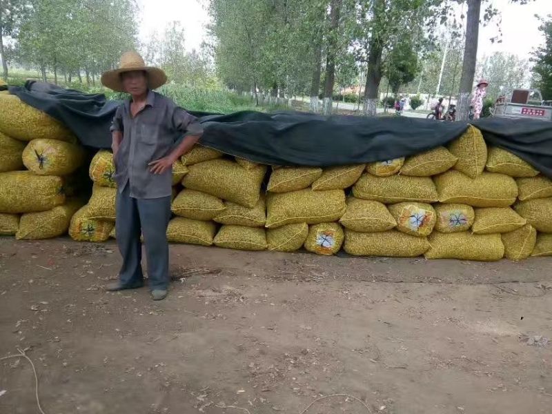 【产地直发】大白沙鲜货带壳，颗粒饱满，货源充足精品果
