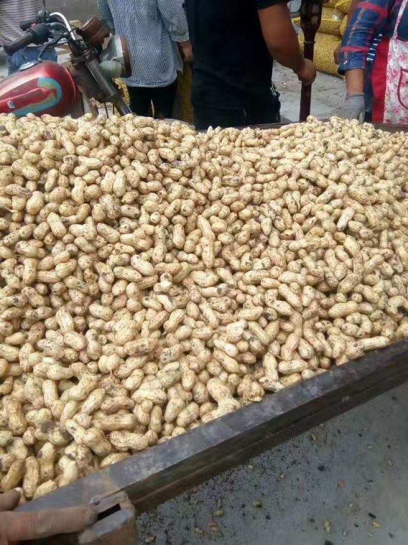 【产地直发】大白沙鲜货带壳，颗粒饱满，货源充足精品果