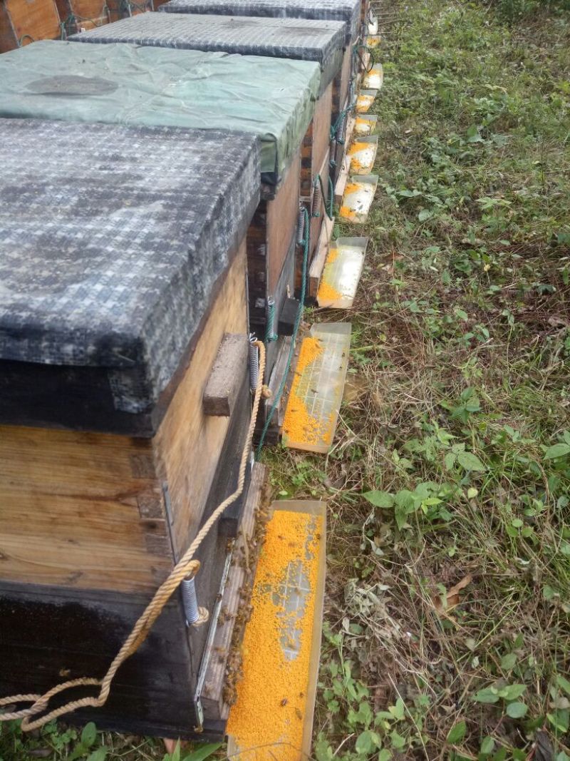 荷花粉2024新货上市新鲜荷花粉大量供货江西广昌蜂场直发