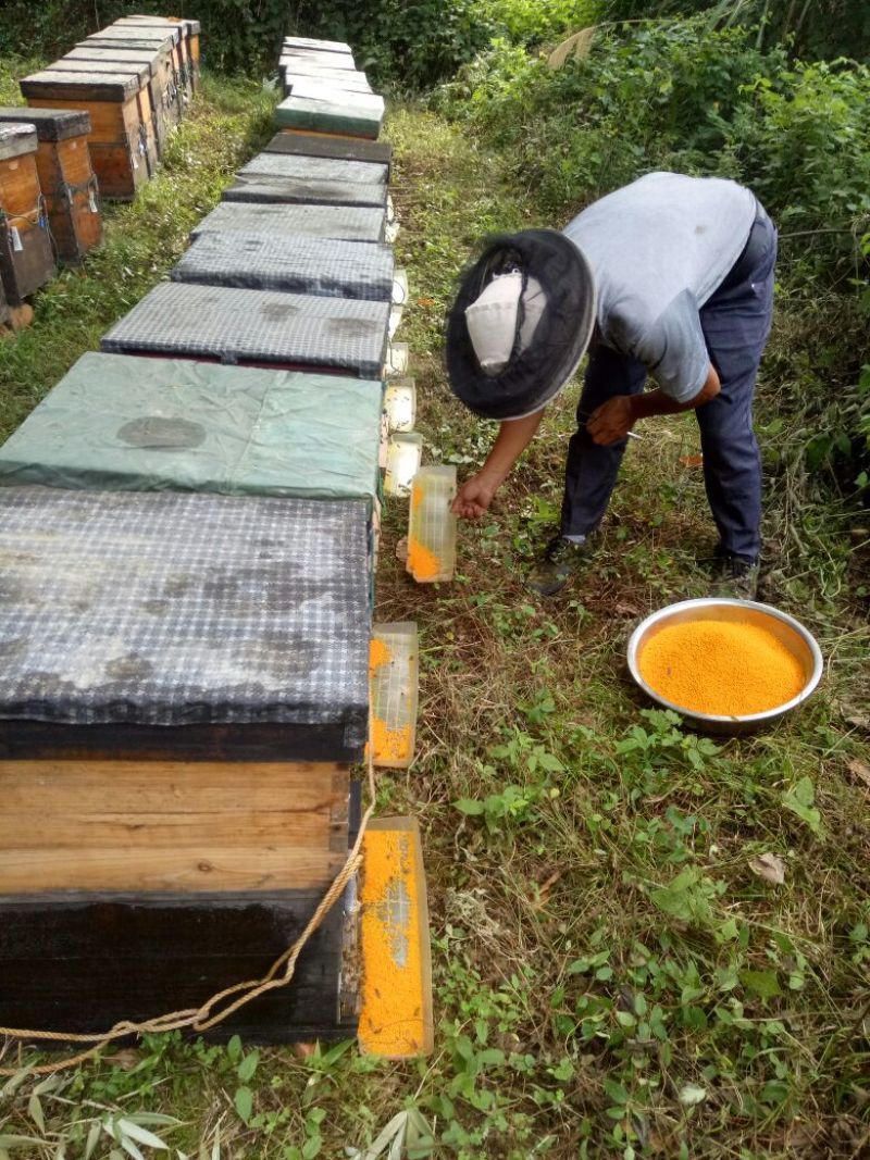 荷花粉2024新货上市新鲜荷花粉大量供货江西广昌蜂场直发