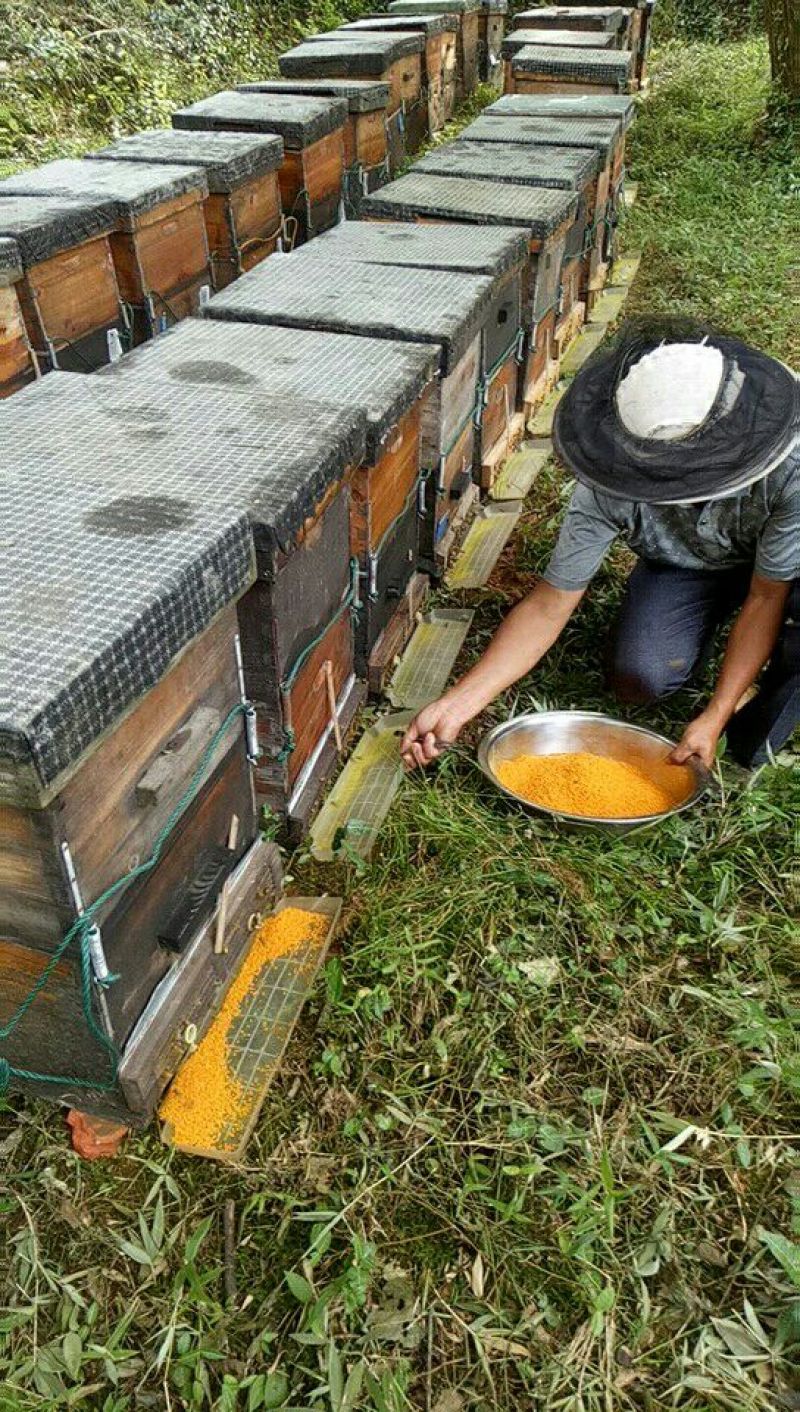 荷花粉2024新货上市新鲜荷花粉大量供货江西广昌蜂场直发
