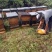 荷花粉2024新货上市新鲜荷花粉大量供货江西广昌蜂场直发