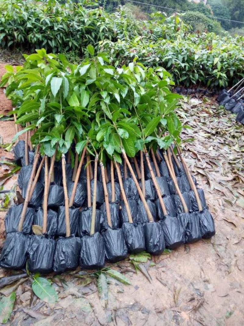 贵妃芒果苗，台农芒果苗，金煌芒果苗