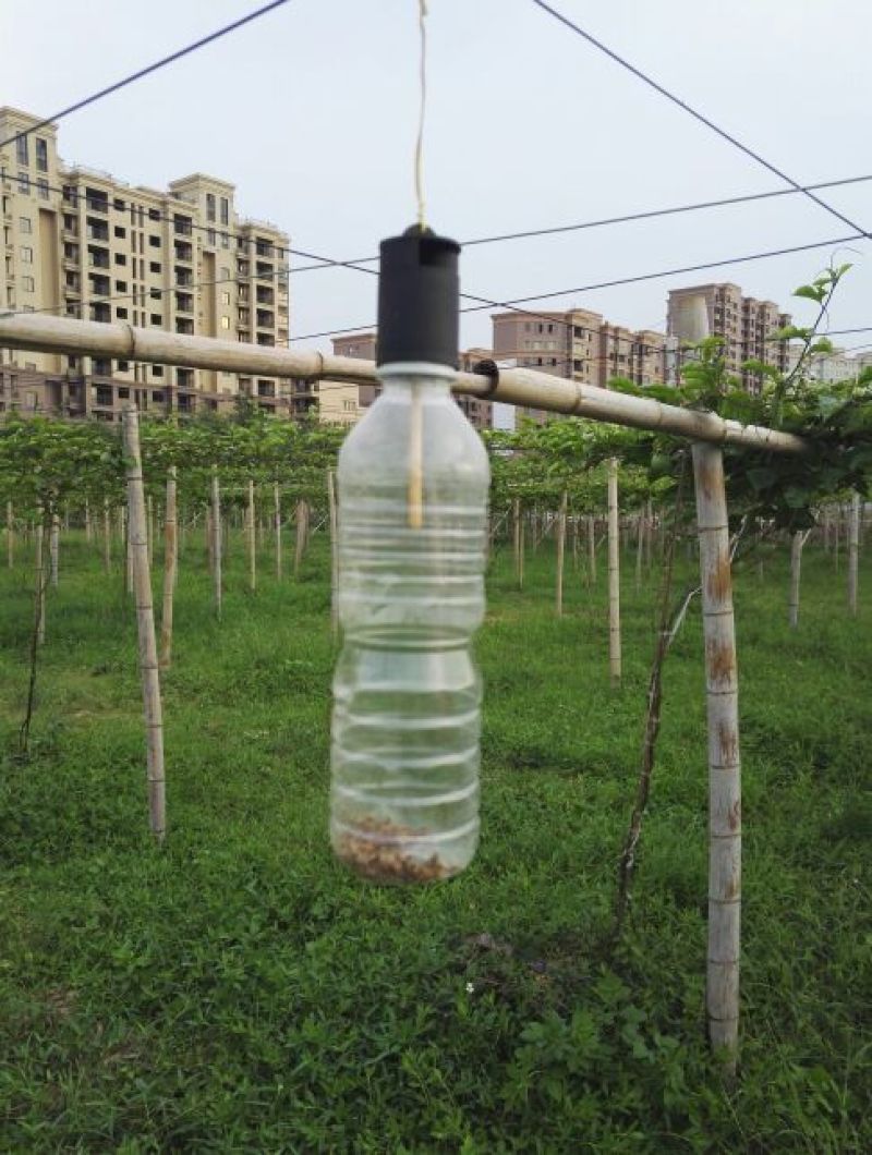 福建漳州黄金百香果黄果80—90g