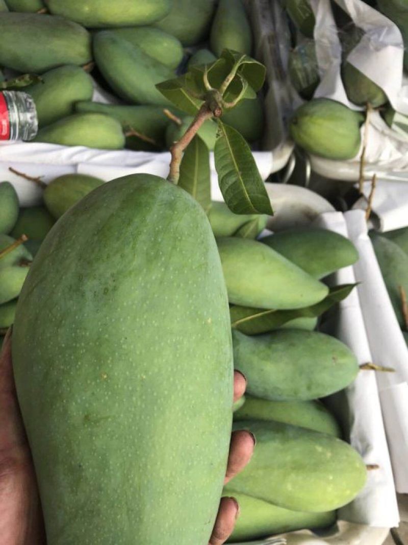 攀枝花金皇