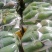 攀枝花金皇