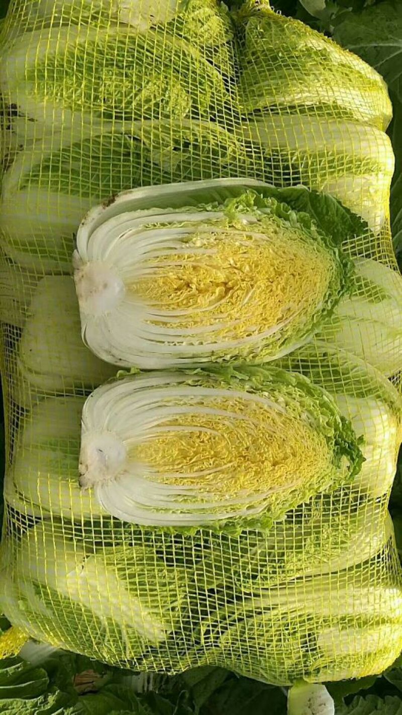 玲珑黄大白菜
