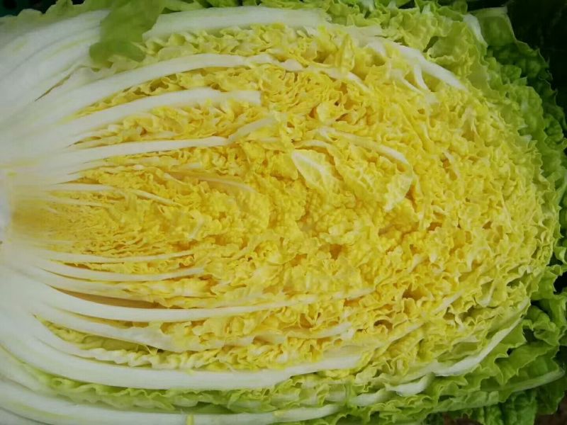 玲珑黄大白菜