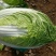 玲珑黄大白菜