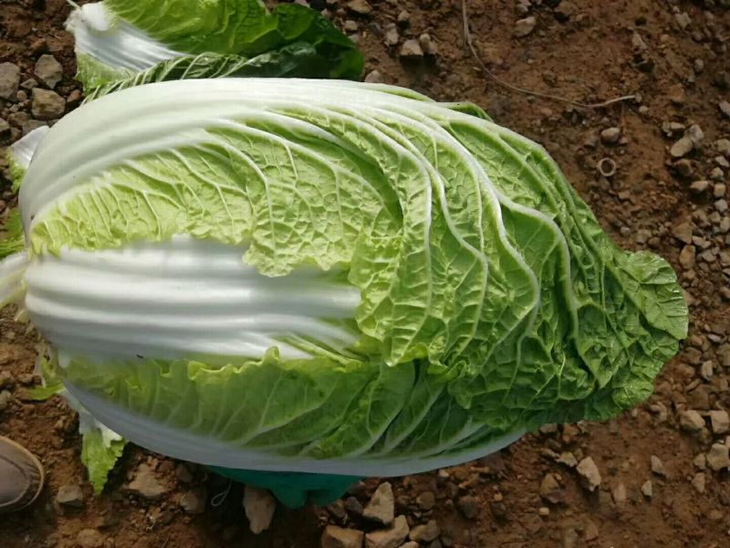 玲珑黄大白菜