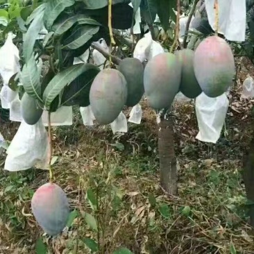 攀枝花凯特