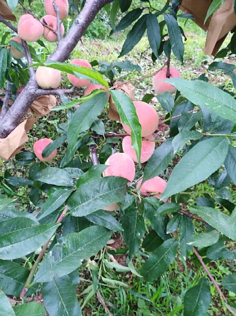 高原原生态山地桃特色，阳光充足果大。
