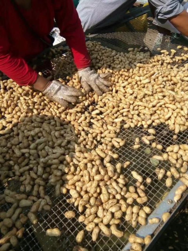 江苏连云港东海，花生海花带壳鲜货颗粒饱满过筛手捡质量好