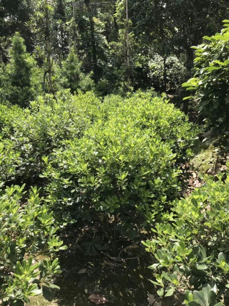 海桐球树形好，量大丛优量大从优欢迎订购