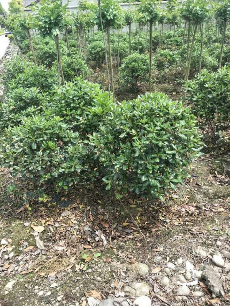 海桐球树形好，量大丛优量大从优欢迎订购