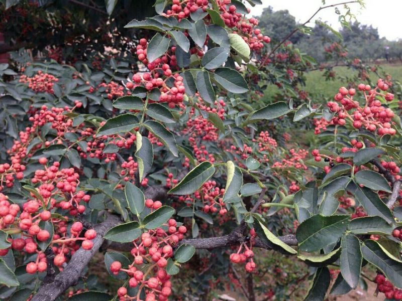 陕西大红袍鲜花椒精品特级大红袍，颜色鲜艳，无蚜虫