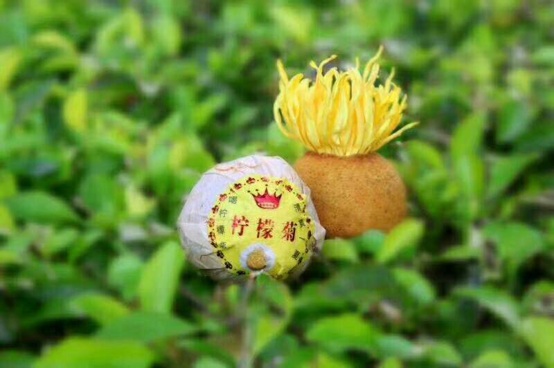 柠檬菊/柠檬红