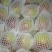 大头梨200~250g光果