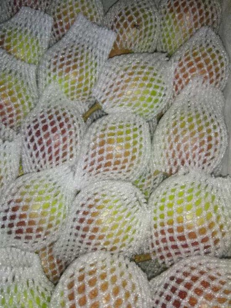 大头梨200~250g光果