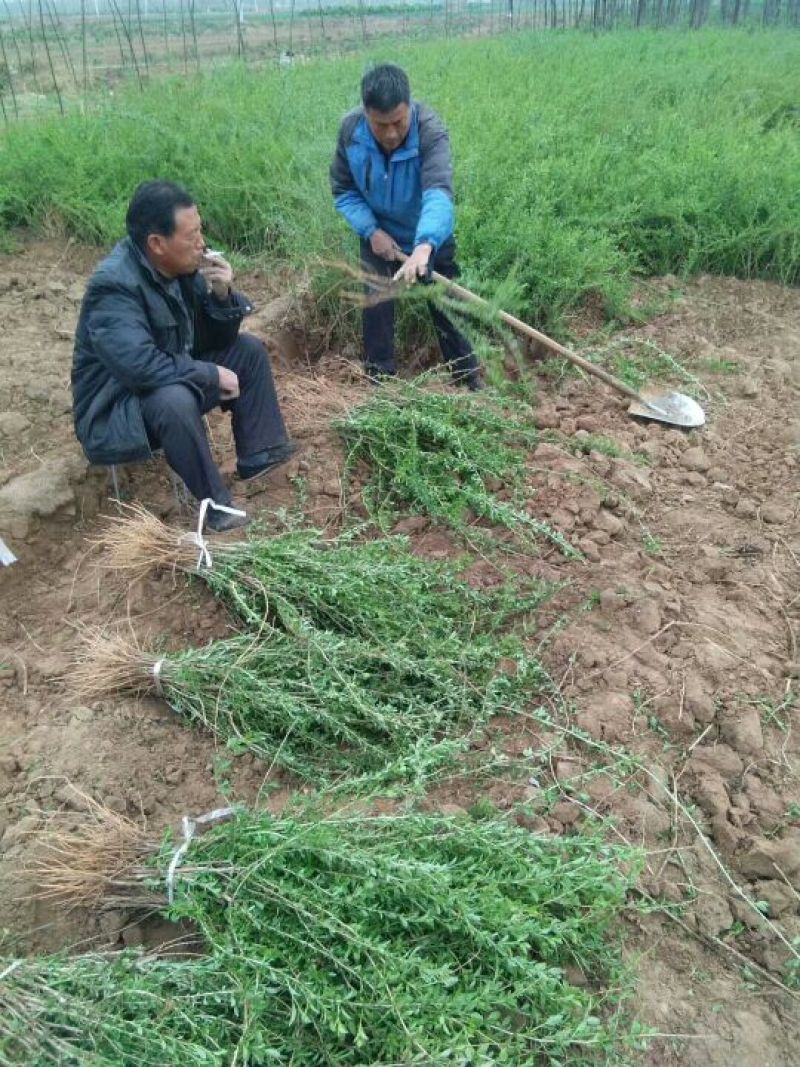 枸杞苗中华血杞一号红枸杞苗木河北巨鹿枸杞树苗品种好