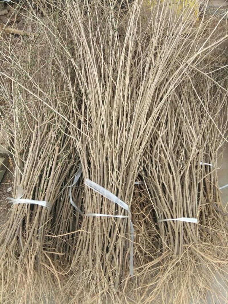 枸杞苗中华血杞一号红枸杞苗木河北巨鹿枸杞树苗品种好