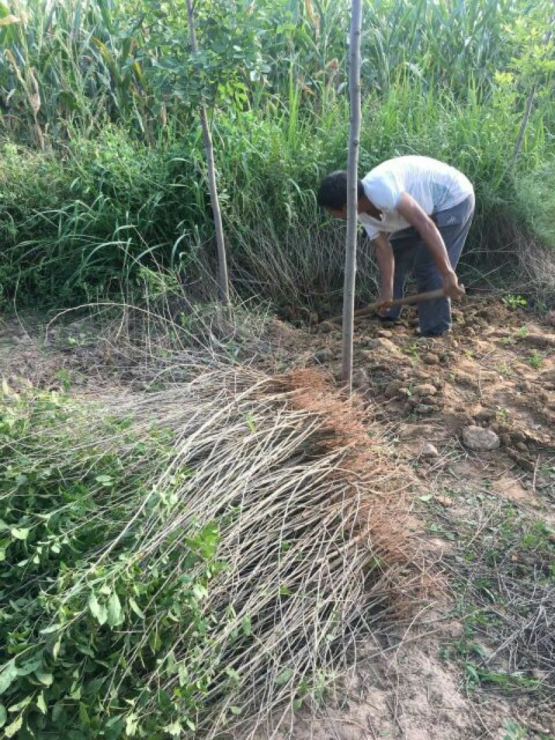 枸杞苗中华血杞一号红枸杞苗木河北巨鹿枸杞树苗品种好