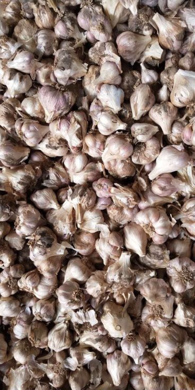软叶蒜直叶蒜硬软叶硬直叶蒜苗蒜（源头好货）