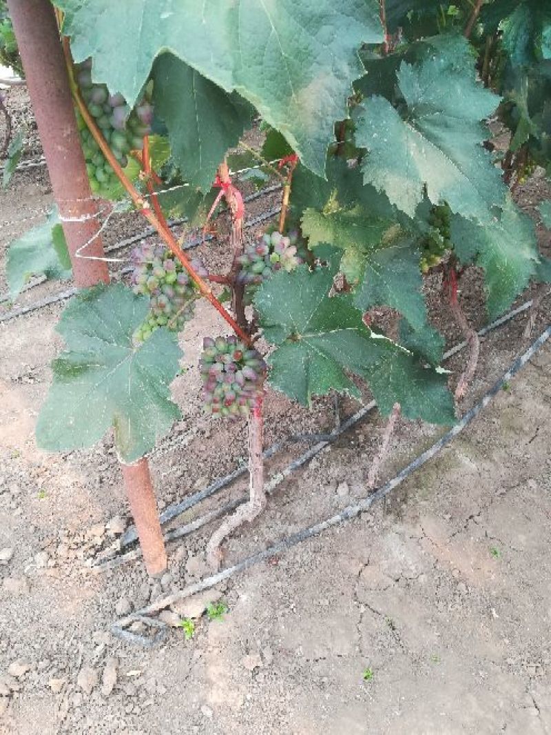 茉莉香葡萄大量上市