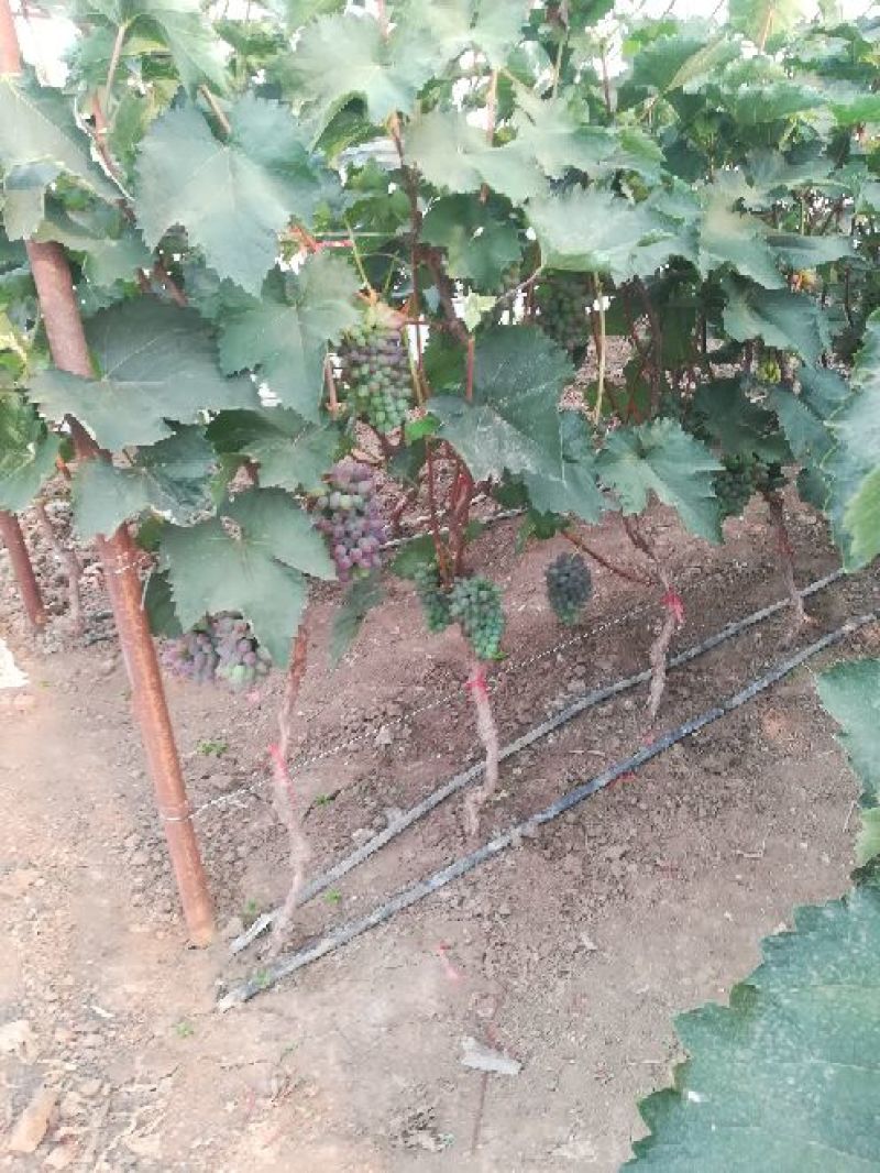 茉莉香葡萄大量上市