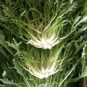 苦菊