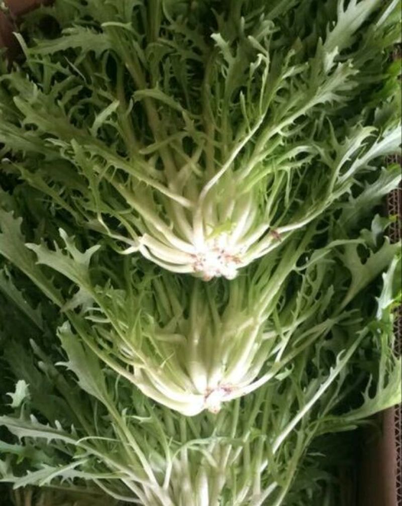 苦菊