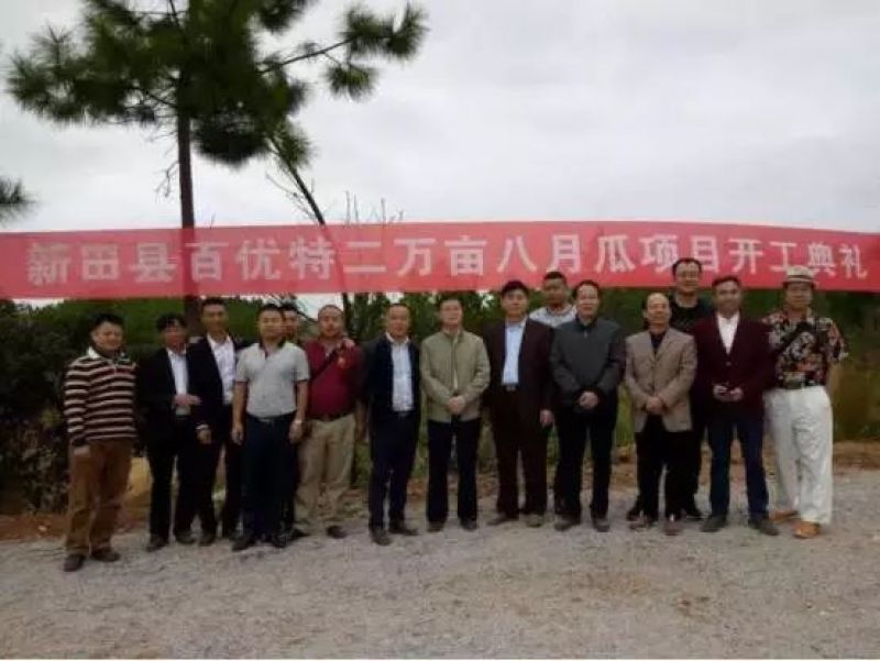 八月瓜苗高产八月瓜紫果种苗，少籽八月瓜种苗