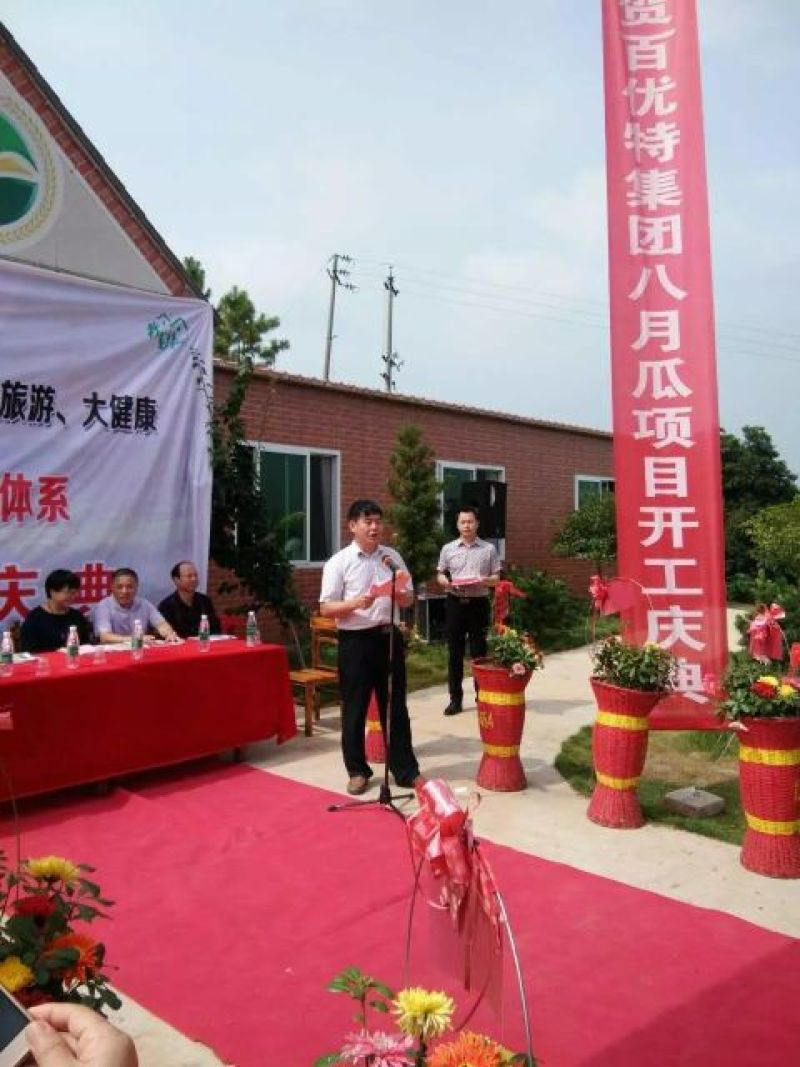 八月瓜苗高产八月瓜紫果种苗，少籽八月瓜种苗