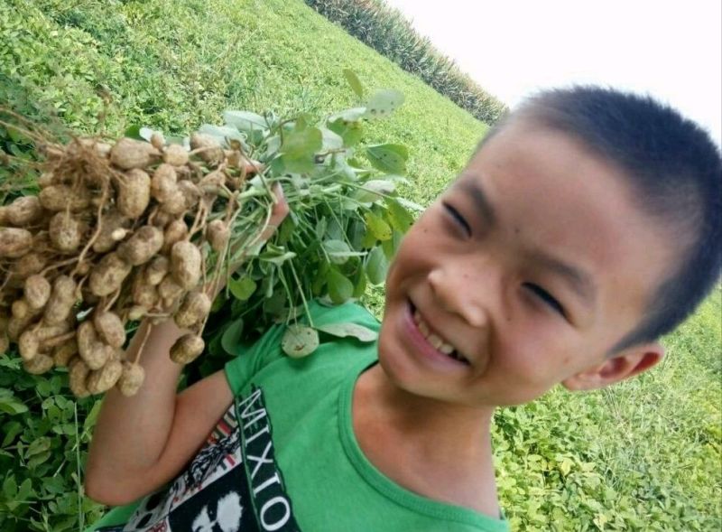 优质鲜花生，颜色鲜亮，口感细腻，产地直销，加工包装一条龙